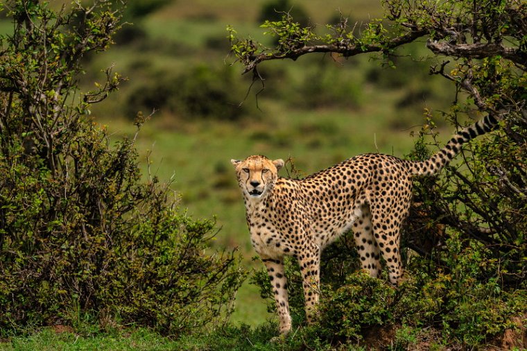 013 Masai Mara, jachtluipaard.jpg